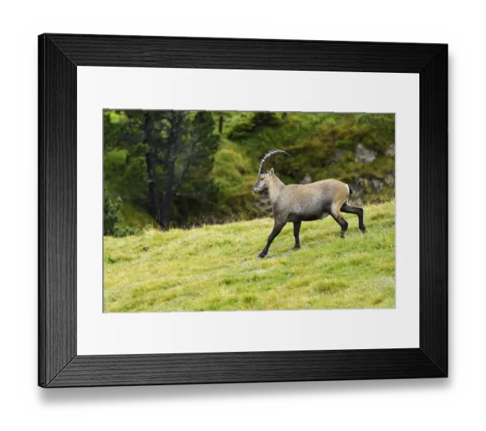 Framed Print : Alpine ibex -Capra ibex-, Bernese Oberland, Switzerland Framed Print : Alpine ibex -Capra ibex-, Bernese Oberland, Switzerland
