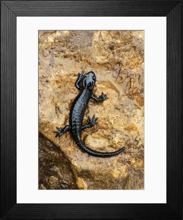 Framed Print : Alpine Salamander -Salamandra atra-, Bernese Oberland, Switzerland Framed Print : Alpine Salamander -Salamandra atra-, Bernese Oberland, Switzerland