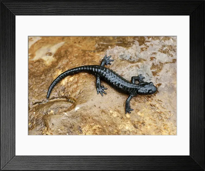Framed Print : Alpine Salamander -Salamandra atra-, Bernese Oberland, Switzerland Framed Print : Alpine Salamander -Salamandra atra-, Bernese Oberland, Switzerland
