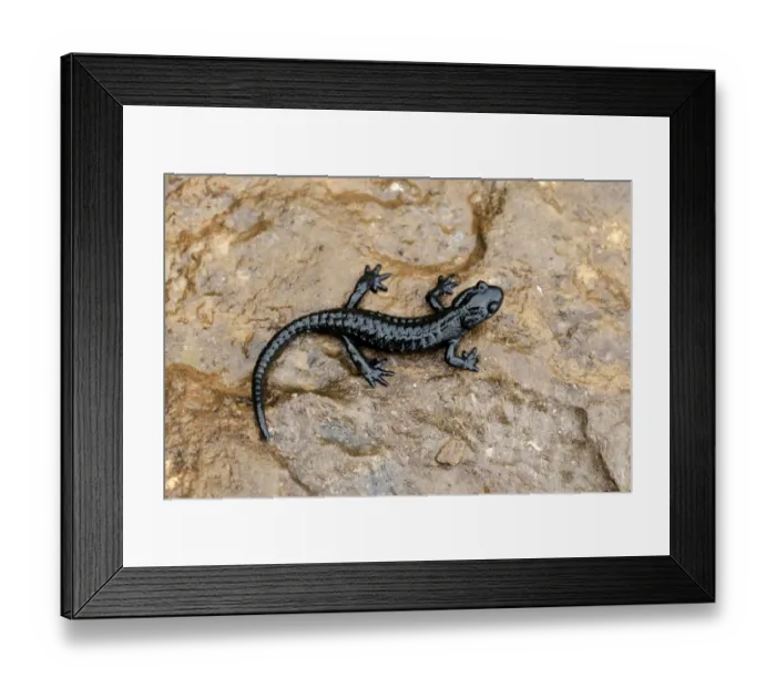 Framed Print : Alpine Salamander -Salamandra atra-, Bernese Oberland, Switzerland Framed Print : Alpine Salamander -Salamandra atra-, Bernese Oberland, Switzerland