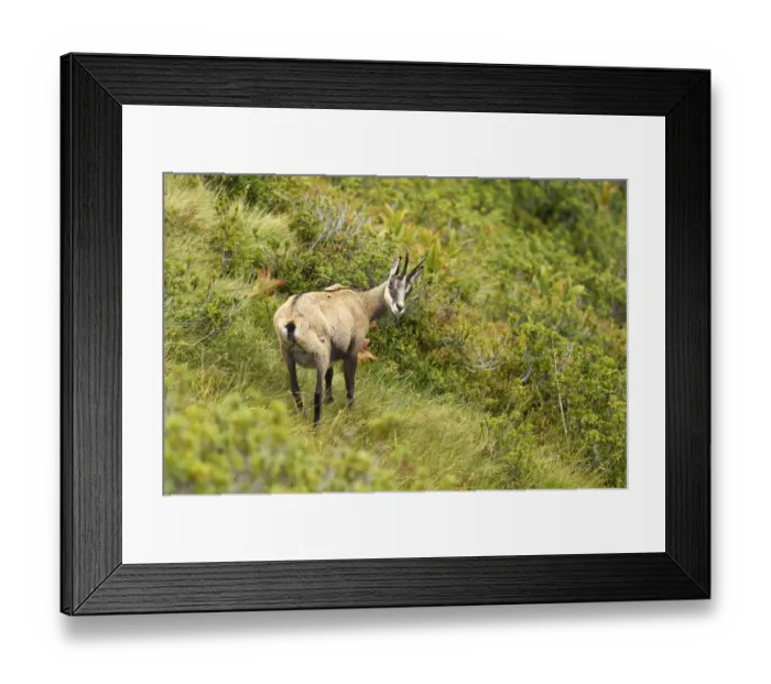 Framed Print : Chamois -Rupicapra rupicapra-, Bernese Oberland, Switzerland Framed Print : Chamois -Rupicapra rupicapra-, Bernese Oberland, Switzerland