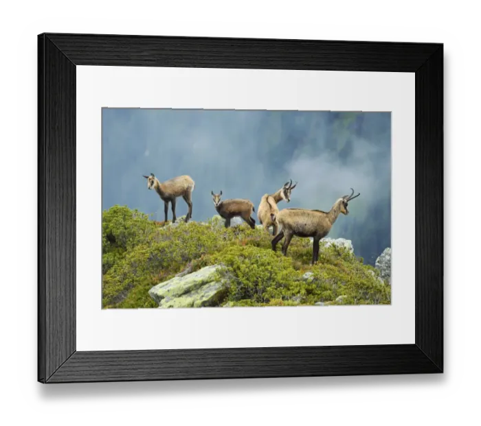 Framed Print : Group chamois -Rupicapra rupicapra- with pups, Bernese Oberland, Switzerland Framed Print : Group chamois -Rupicapra rupicapra- with pups, Bernese Oberland, Switzerland