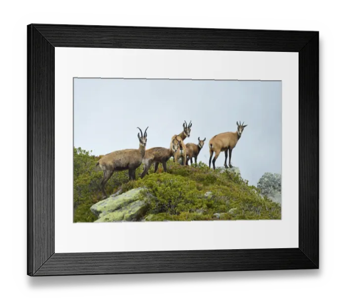 Framed Print : Group chamois -Rupicapra rupicapra- with pups, Bernese Oberland, Switzerland Framed Print : Group chamois -Rupicapra rupicapra- with pups, Bernese Oberland, Switzerland