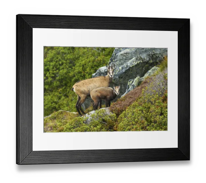 Framed Print : Chamois -Rupicapra rupicapra-, mother with young, Bernese Oberland, Switzerland Framed Print : Chamois -Rupicapra rupicapra-, mother with young, Bernese Oberland, Switzerland