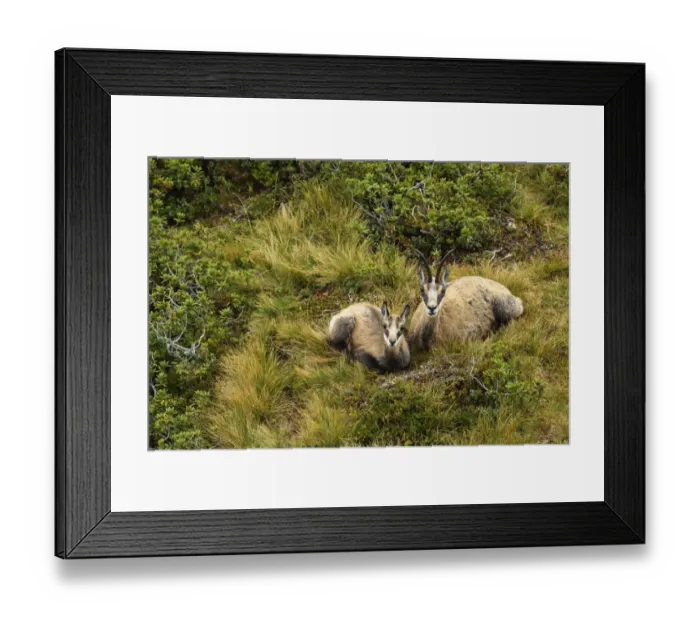 Framed Print : Chamois -Rupicapra rupicapra-, mother with young, dormant, Bernese Oberland, Switzerland Framed Print : Chamois -Rupicapra rupicapra-, mother with young, dormant, Bernese Oberland, Switzerland