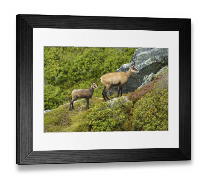 Framed Print : Chamois -Rupicapra rupicapra-, mother with young, Bernese Oberland, Switzerland Framed Print : Chamois -Rupicapra rupicapra-, mother with young, Bernese Oberland, Switzerland