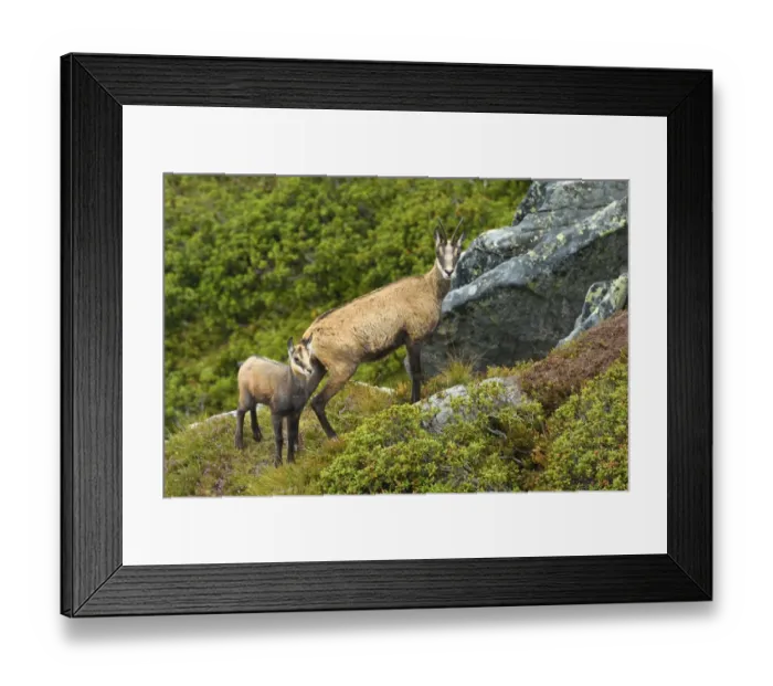 Framed Print : Chamois -Rupicapra rupicapra-, mother with young, Bernese Oberland, Switzerland Framed Print : Chamois -Rupicapra rupicapra-, mother with young, Bernese Oberland, Switzerland