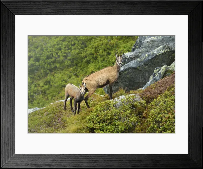 Framed Print : Chamois -Rupicapra rupicapra-, mother with young, Bernese Oberland, Switzerland Framed Print : Chamois -Rupicapra rupicapra-, mother with young, Bernese Oberland, Switzerland