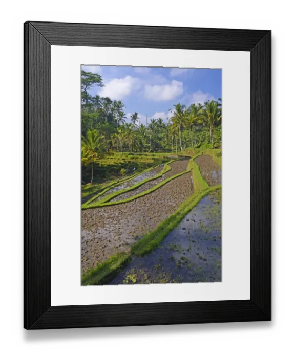Framed Print : Rice terraces at the Pura Gunung Kawi temple, Bali, Indonesia