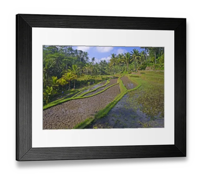 Framed Print : Rice terraces at the Pura Gunung Kawi temple, Bali, Indonesia Framed Print : Rice terraces at the Pura Gunung Kawi temple, Bali, Indonesia