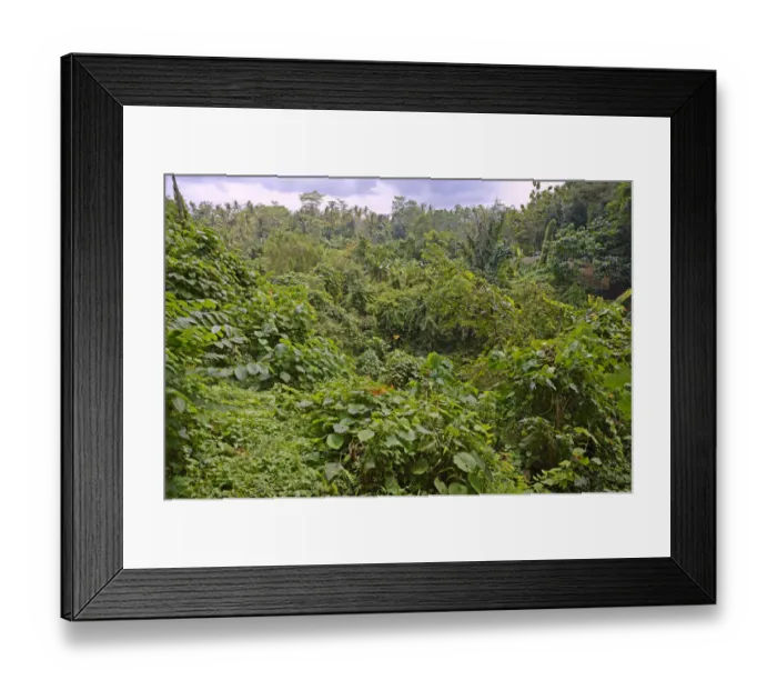 Framed Print : Rain forest in Ubud Monkey Forest, Ubud, Bali, Indonesia Framed Print : Rain forest in Ubud Monkey Forest, Ubud, Bali, Indonesia