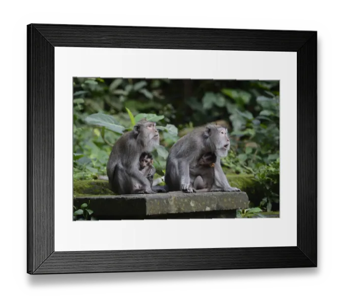 Framed Print : Crab-eating macaques -Macaca fascicularis- with young in the Ubud Monkey Forest, Ubud, Bali, Indonesia Framed Print : Crab-eating macaques -Macaca fascicularis- with young in the Ubud Monkey Forest, Ubud, Bali, Indonesia