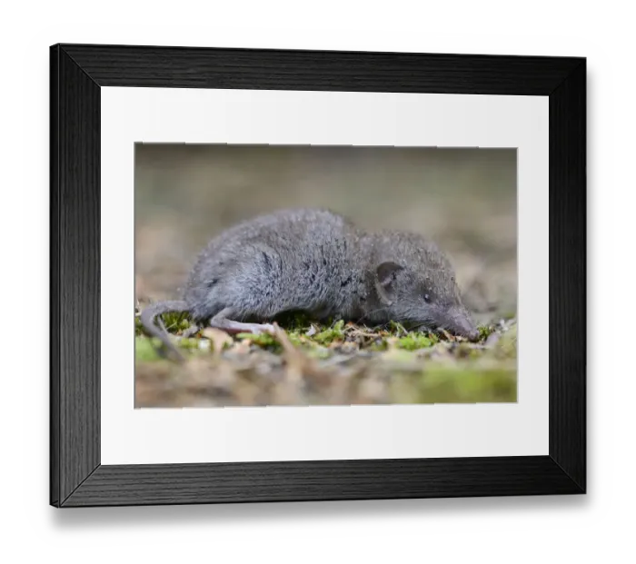 Framed Print : Lesser white-toothed shrew -Crocidura suaveolens-, Emsland, Lower Saxony, Germany Framed Print : Lesser white-toothed shrew -Crocidura suaveolens-, Emsland, Lower Saxony, Germany