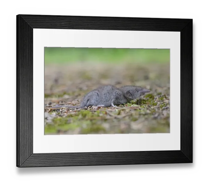 Framed Print : Lesser white-toothed shrew -Crocidura suaveolens-, Emsland, Lower Saxony, Germany