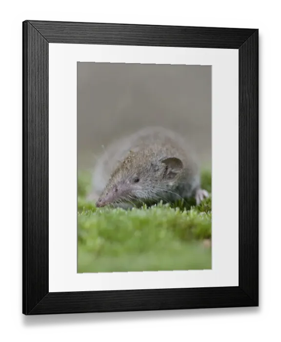 Framed Print : Lesser white-toothed shrew -Crocidura suaveolens-, Emsland, Lower Saxony, Germany Framed Print : Lesser white-toothed shrew -Crocidura suaveolens-, Emsland, Lower Saxony, Germany