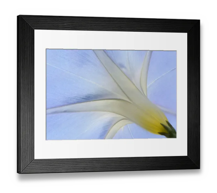 Framed Print : Purple Morning Glory or Common Morning Glory -Ipomoea purpurea-, Emsland, Lower Saxony, Germany Framed Print : Purple Morning Glory or Common Morning Glory -Ipomoea purpurea-, Emsland, Lower Saxony, Germany