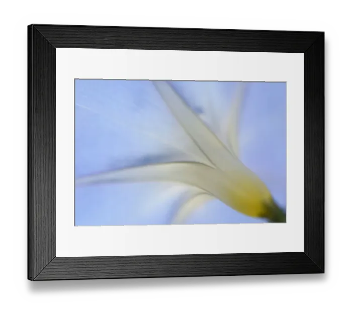 Framed Print : Purple Morning Glory or Common Morning Glory -Ipomoea purpurea-, Emsland, Lower Saxony, Germany Framed Print : Purple Morning Glory or Common Morning Glory -Ipomoea purpurea-, Emsland, Lower Saxony, Germany