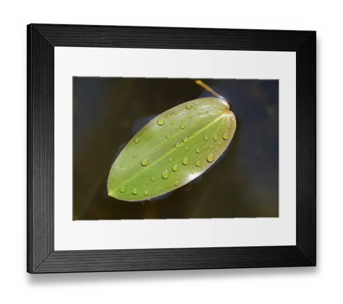 Framed Print : Common Pondweed or Floating Pondweed -Potamogeton natans-, Emsland, Lower Saxony, Germany