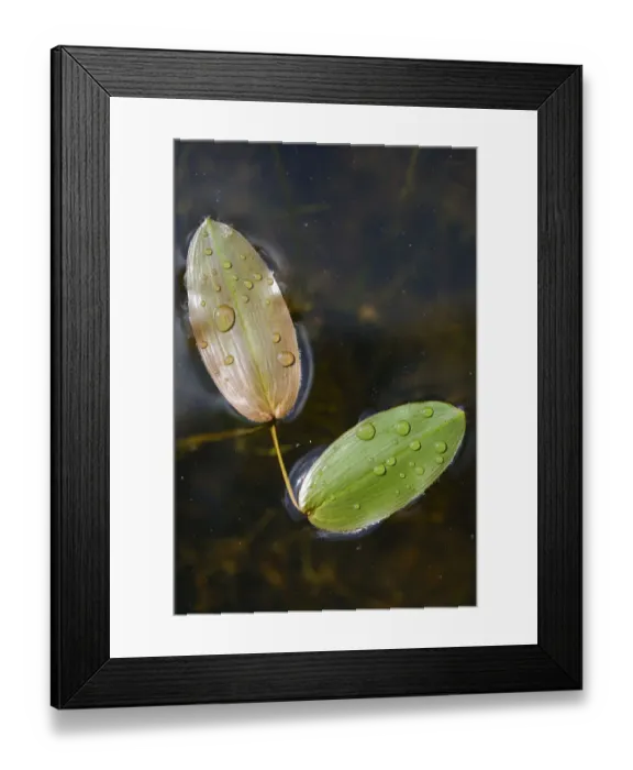 Framed Print : Common Pondweed or Floating Pondweed -Potamogeton natans-, Emsland, Lower Saxony, Germany Framed Print : Common Pondweed or Floating Pondweed -Potamogeton natans-, Emsland, Lower Saxony, Germany