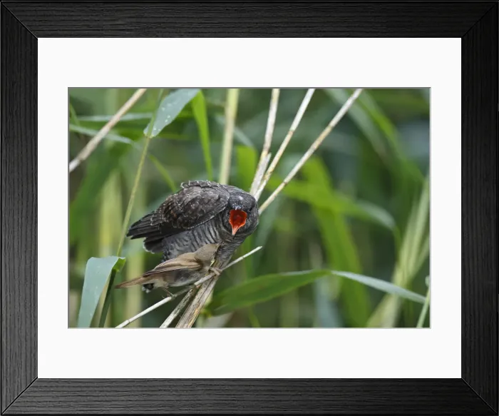 Framed Print : A young Common Cuckoo -Cuculus canorus- is fed by its host, a Eurasian Reed Warbler -Acrocephalus scirpaceus-, Saxony-Anhalt, Germany Framed Print : A young Common Cuckoo -Cuculus canorus- is fed by its host, a Eurasian Reed Warbler -Acrocephalus scirpaceus-, Saxony-Anhalt, Germany