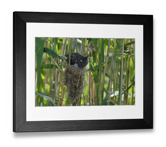 Framed Print : A young Common Cuckoo -Cuculus canorus- is fed by its host, a Eurasian Reed Warbler -Acrocephalus scirpaceus-, Saxony-Anhalt, Germany Framed Print : A young Common Cuckoo -Cuculus canorus- is fed by its host, a Eurasian Reed Warbler -Acrocephalus scirpaceus-, Saxony-Anhalt, Germany