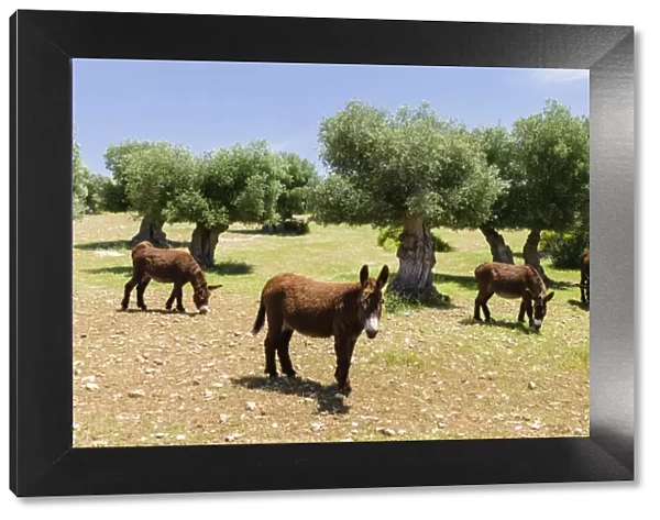 Donkeys of the Martina Franca breed, Martina Franca, Valle dItria, Apulia, Italy