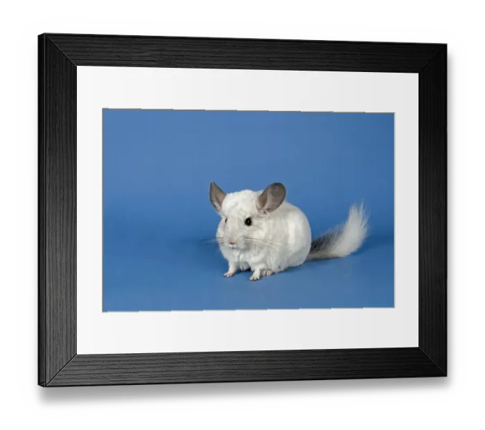 Framed Print : Chinchilla Framed Print : Chinchilla