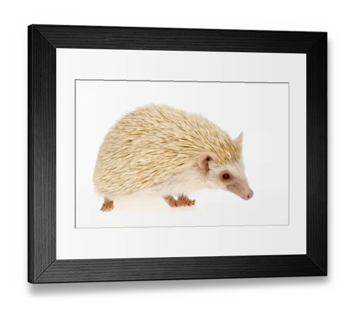 Framed Print : Four-toed Hedgehog or African Pygmy Hedgehog -Atelerix albiventris-, albino Framed Print : Four-toed Hedgehog or African Pygmy Hedgehog -Atelerix albiventris-, albino