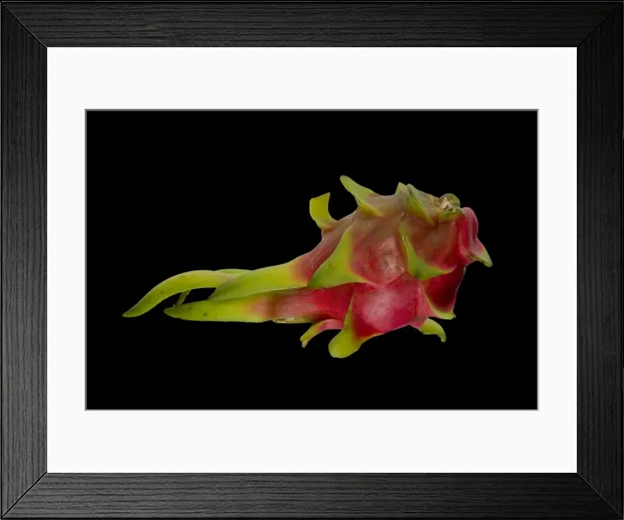 Framed Print : Pitahaya or Dragon Fruit -Hylocereus undatus- Framed Print : Pitahaya or Dragon Fruit -Hylocereus undatus-