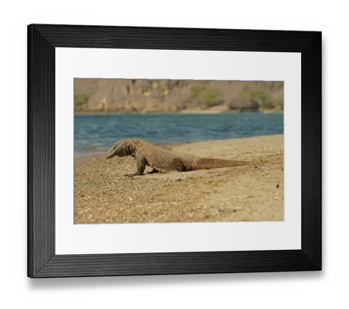 Framed Print : Komodo Dragon -Varanus komodoensis-, Rinca Island, Komodo National Park, Indonesia Framed Print : Komodo Dragon -Varanus komodoensis-, Rinca Island, Komodo National Park, Indonesia