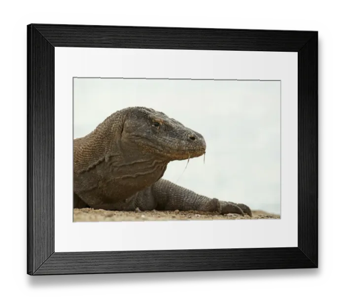Framed Print : Komodo Dragon -Varanus komodoensis-, Rinca Island, Komodo National Park, Indonesia