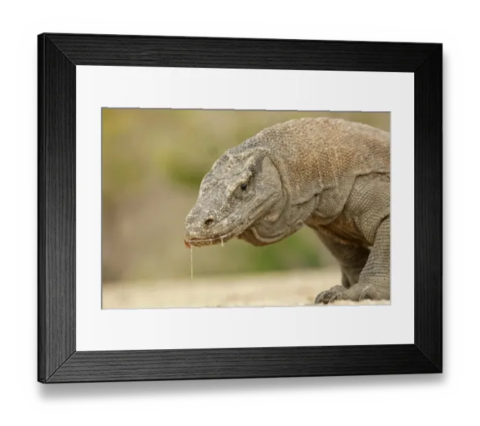 Framed Print : Komodo Dragon -Varanus komodoensis-, Rinca Island, Komodo National Park, Indonesia Framed Print : Komodo Dragon -Varanus komodoensis-, Rinca Island, Komodo National Park, Indonesia