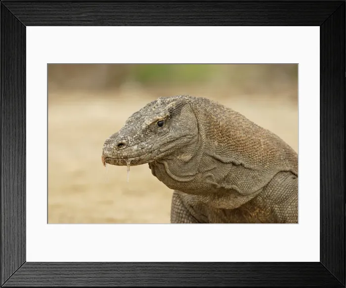 Framed Print : Komodo Dragon -Varanus komodoensis-, Rinca Island, Komodo National Park, Indonesia Framed Print : Komodo Dragon -Varanus komodoensis-, Rinca Island, Komodo National Park, Indonesia