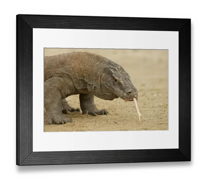 Framed Print : Komodo Dragon -Varanus komodoensis-, Rinca Island, Komodo National Park, Indonesia Framed Print : Komodo Dragon -Varanus komodoensis-, Rinca Island, Komodo National Park, Indonesia