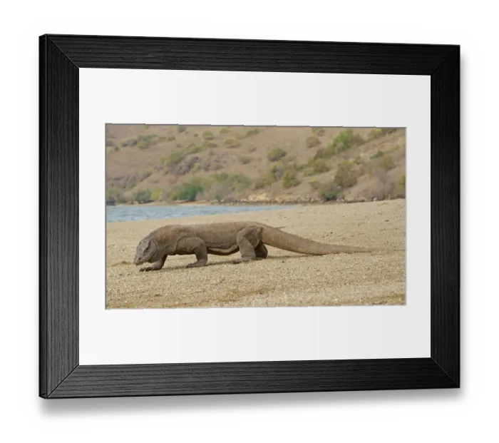 Framed Print : Komodo Dragon -Varanus komodoensis-, Rinca Island, Komodo National Park, Indonesia