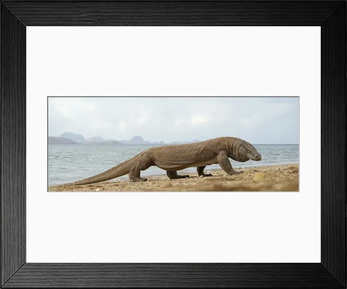 Framed Print : Komodo Dragon -Varanus komodoensis-, Rinca Island, Komodo National Park, Indonesia Framed Print : Komodo Dragon -Varanus komodoensis-, Rinca Island, Komodo National Park, Indonesia