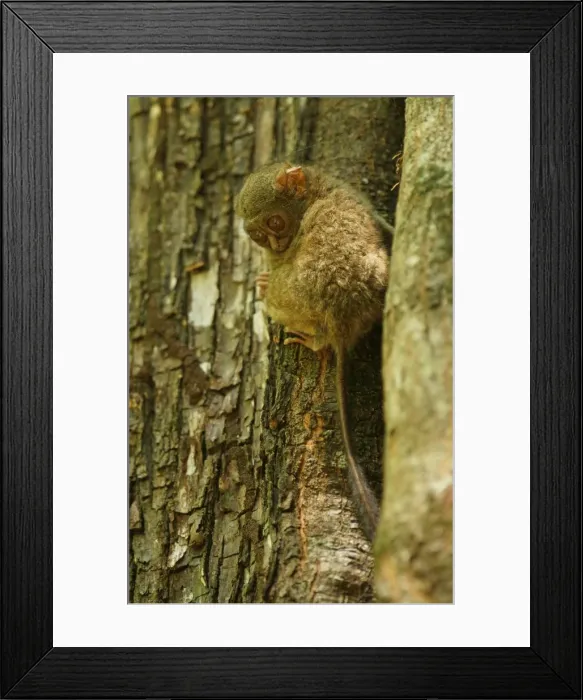 Framed Print : Spectral Tarsier -Tarsius spectrum, Tarsius tarsier-, Tangkoko National Park, Sulawesi, Indonesia Framed Print : Spectral Tarsier -Tarsius spectrum, Tarsius tarsier-, Tangkoko National Park, Sulawesi, Indonesia