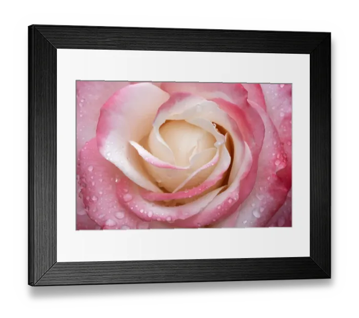Framed Print : Rose -Rosa-, flower with water droplets, close-up