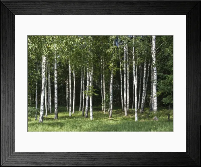Framed Print : Birch forest -Betula- on the Baltic coast of the Baltic Sea, Parnu County, Estonia Framed Print : Birch forest -Betula- on the Baltic coast of the Baltic Sea, Parnu County, Estonia