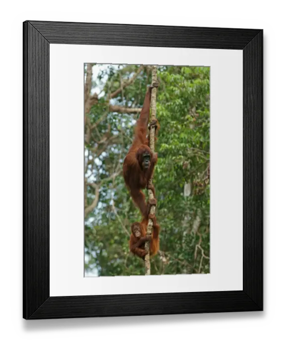 Framed Print : Bornean Orangutans -Pongo pygmaeus-, adult female with young, Tanjung Puting National Park, Central Kalimantan, Borneo, Indonesia Framed Print : Bornean Orangutans -Pongo pygmaeus-, adult female with young, Tanjung Puting National Park, Central Kalimantan, Borneo, Indonesia