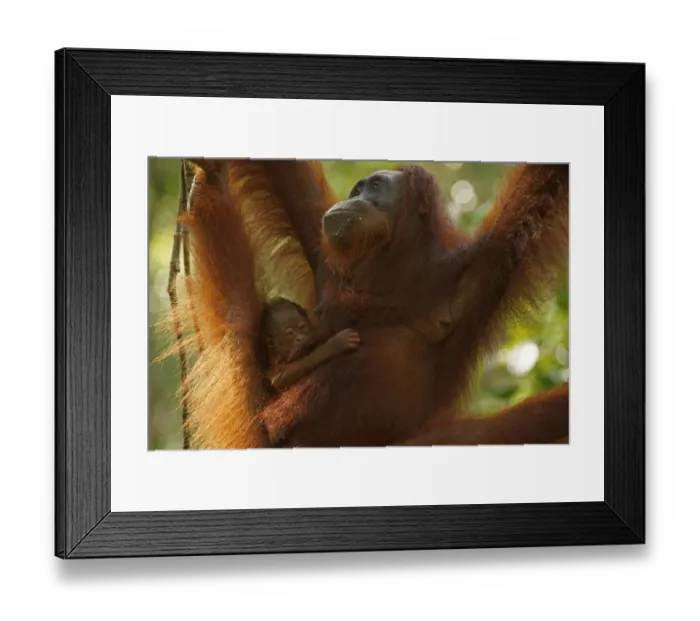 Framed Print : Bornean Orangutans -Pongo pygmaeus-, adult female with young, Tanjung Puting National Park, Central Kalimantan, Borneo, Indonesia Framed Print : Bornean Orangutans -Pongo pygmaeus-, adult female with young, Tanjung Puting National Park, Central Kalimantan, Borneo, Indonesia