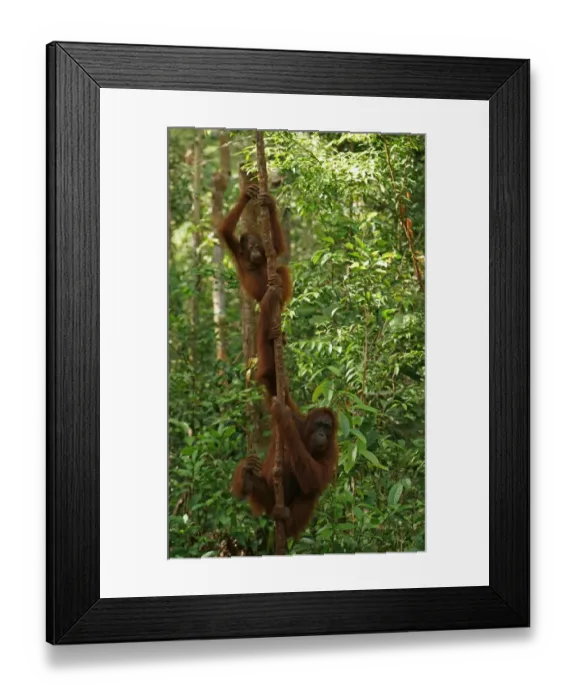 Framed Print : Bornean Orangutans -Pongo pygmaeus-, adult female with young, Tanjung Puting National Park, Central Kalimantan, Borneo, Indonesia Framed Print : Bornean Orangutans -Pongo pygmaeus-, adult female with young, Tanjung Puting National Park, Central Kalimantan, Borneo, Indonesia