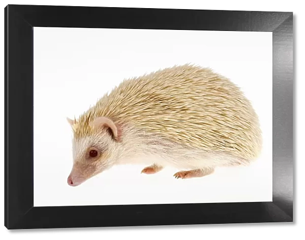 Four-toed Hedgehog or African Pygmy Hedgehog -Atelerix albiventris-, albino