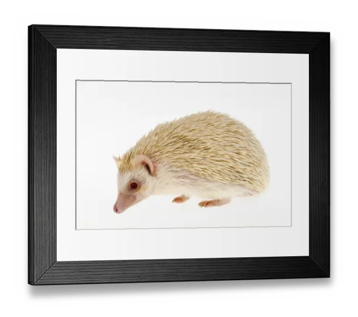 Framed Print : Four-toed Hedgehog or African Pygmy Hedgehog -Atelerix albiventris-, albino Framed Print : Four-toed Hedgehog or African Pygmy Hedgehog -Atelerix albiventris-, albino