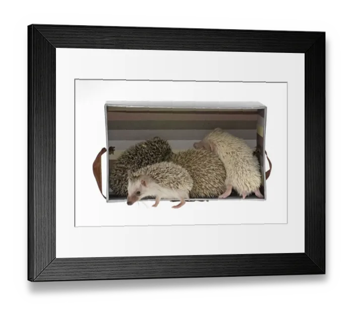 Framed Print : Four-toed Hedgehogs or African Pygmy Hedgehogs -Atelerix albiventris- in a box, one at the front Framed Print : Four-toed Hedgehogs or African Pygmy Hedgehogs -Atelerix albiventris- in a box, one at the front