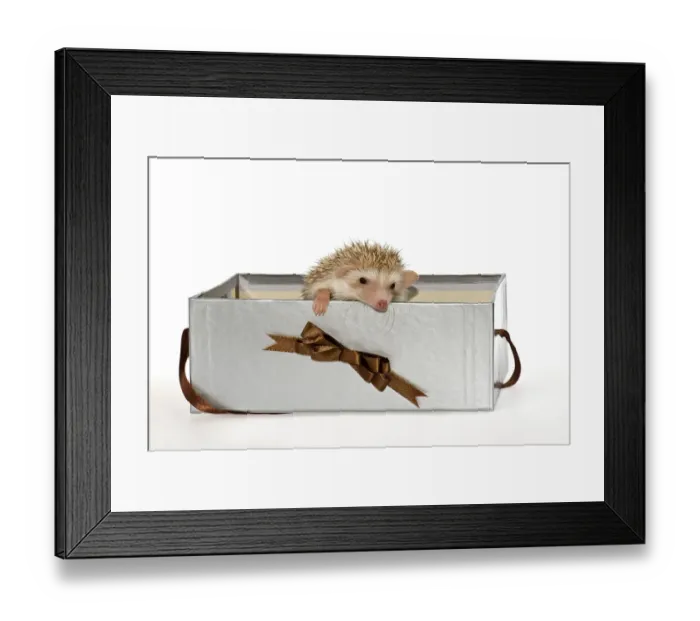 Framed Print : Two Four-toed Hedgehogs or African Pygmy Hedgehogs -Atelerix albiventris-, looking out of a gift box Framed Print : Two Four-toed Hedgehogs or African Pygmy Hedgehogs -Atelerix albiventris-, looking out of a gift box