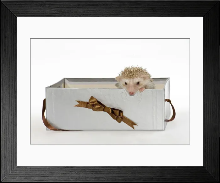 Framed Print : Two Four-toed Hedgehogs or African Pygmy Hedgehogs -Atelerix albiventris-, looking out of a gift box Framed Print : Two Four-toed Hedgehogs or African Pygmy Hedgehogs -Atelerix albiventris-, looking out of a gift box