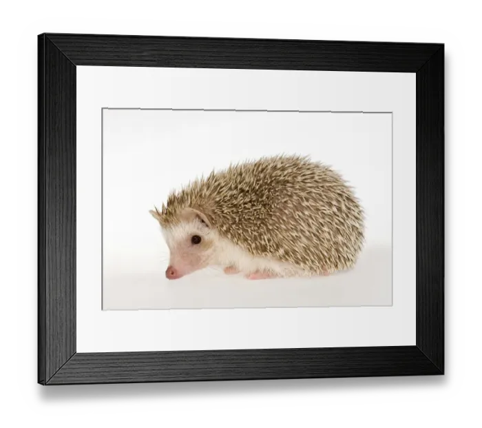 Framed Print : Four-toed Hedgehog or African Pygmy Hedgehog -Atelerix albiventris- Framed Print : Four-toed Hedgehog or African Pygmy Hedgehog -Atelerix albiventris-