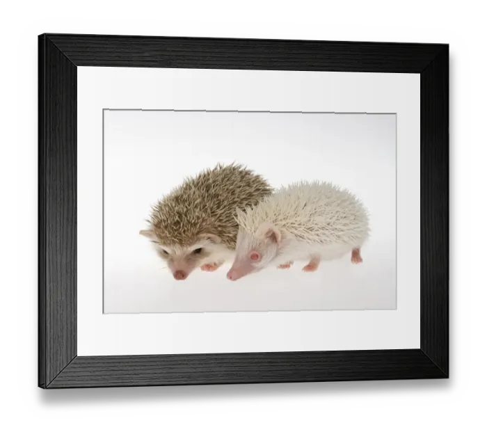 Framed Print : Two Four-toed Hedgehogs or African Pygmy Hedgehogs -Atelerix albiventris-, albino on the right Framed Print : Two Four-toed Hedgehogs or African Pygmy Hedgehogs -Atelerix albiventris-, albino on the right