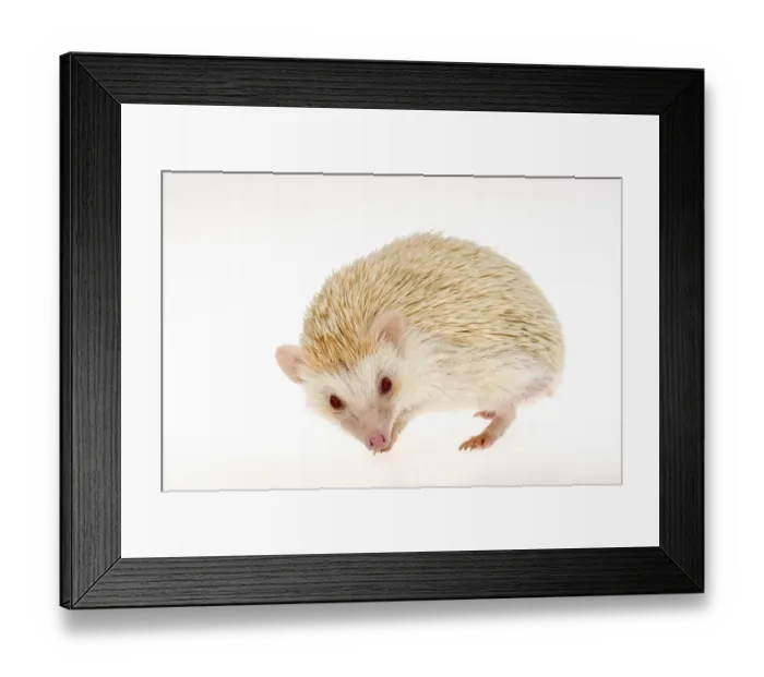 Framed Print : Four-toed Hedgehog or African Pygmy Hedgehog -Atelerix albiventris-, albino Framed Print : Four-toed Hedgehog or African Pygmy Hedgehog -Atelerix albiventris-, albino